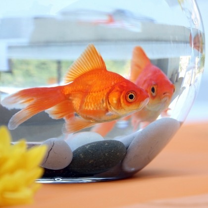 Image: Shutterstock
