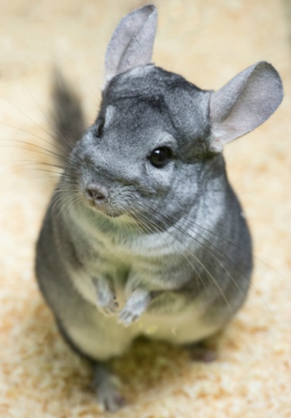 Image: Shutterstock