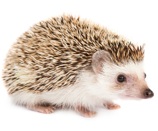 Image: Shutterstock