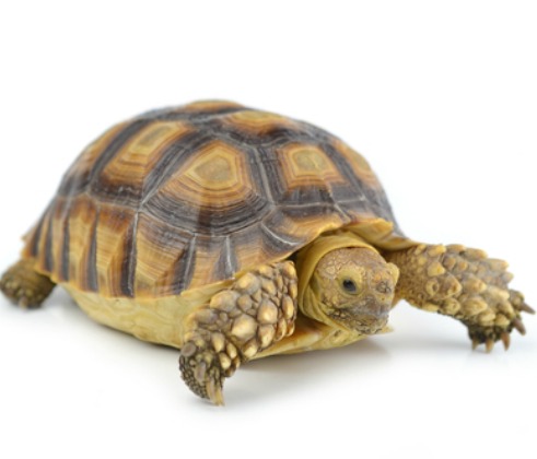 Image: Shutterstock