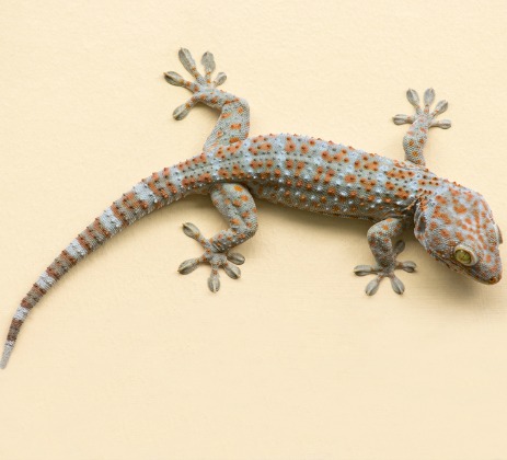 Image: Shutterstock
