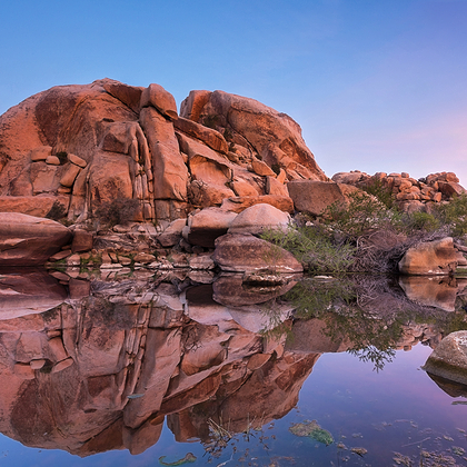 Joshua Tree 