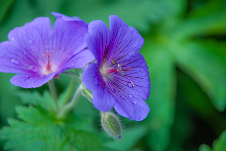 Geranium
