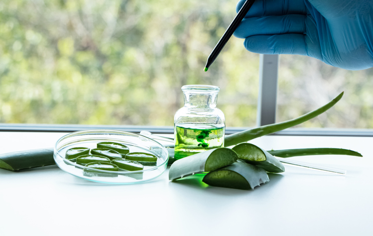 Close-Up Of Aloe On Table