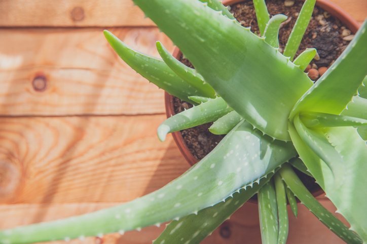 Aloe Vera Plant On Table
