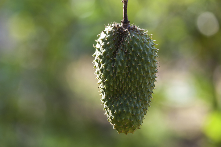 Soursop (Annona muricata), Costa Rica