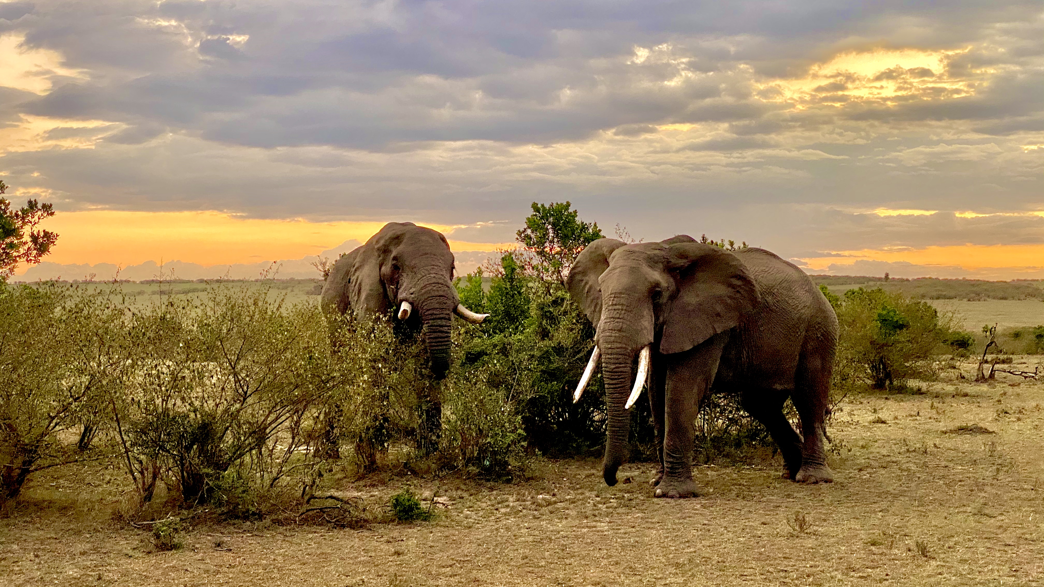 Elephants