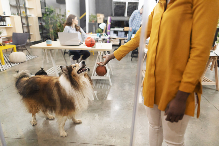 coronavirus prevention dogs