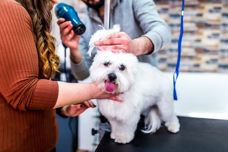 coronavirus prevention dogs