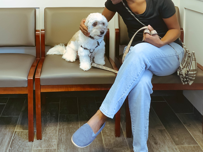 coronavirus prevention dogs