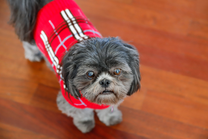 coronavirus prevention dogs