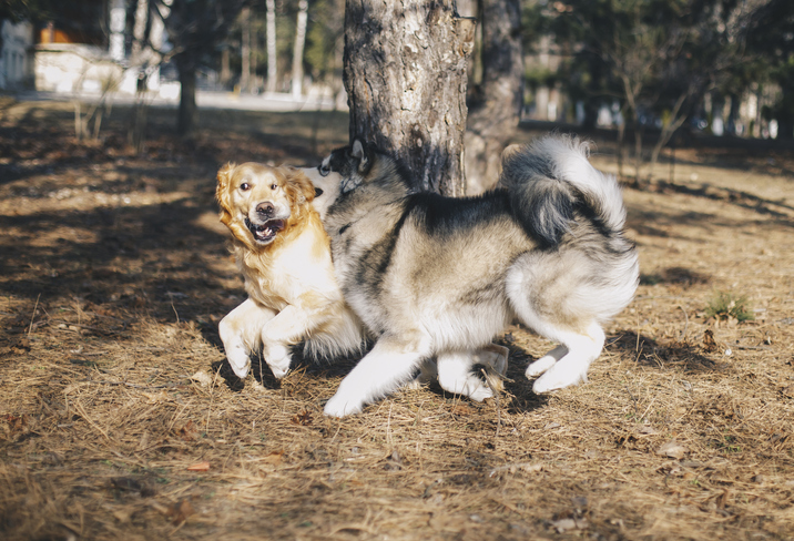 coronavirus prevention dogs
