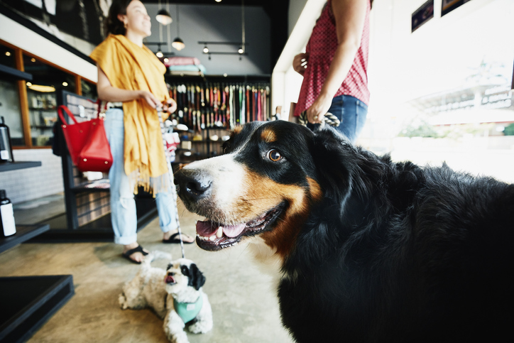 coronavirus prevention dogs