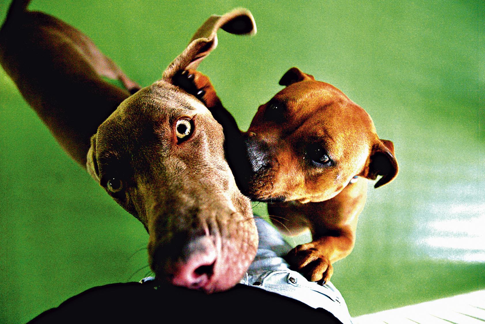 coronavirus prevention dogs