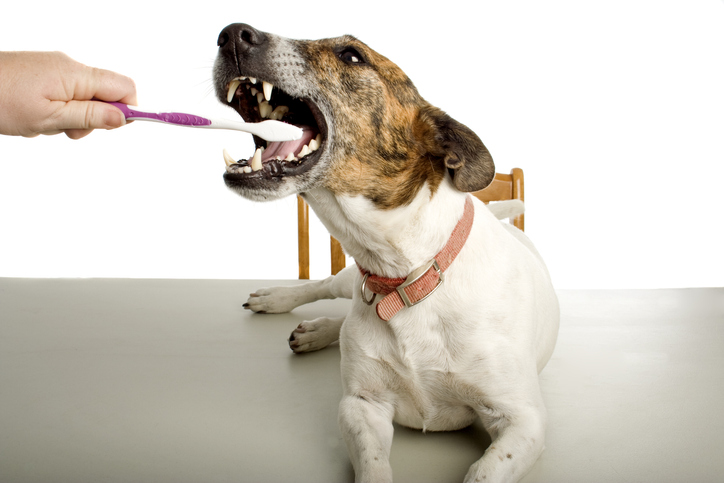 pet care at home