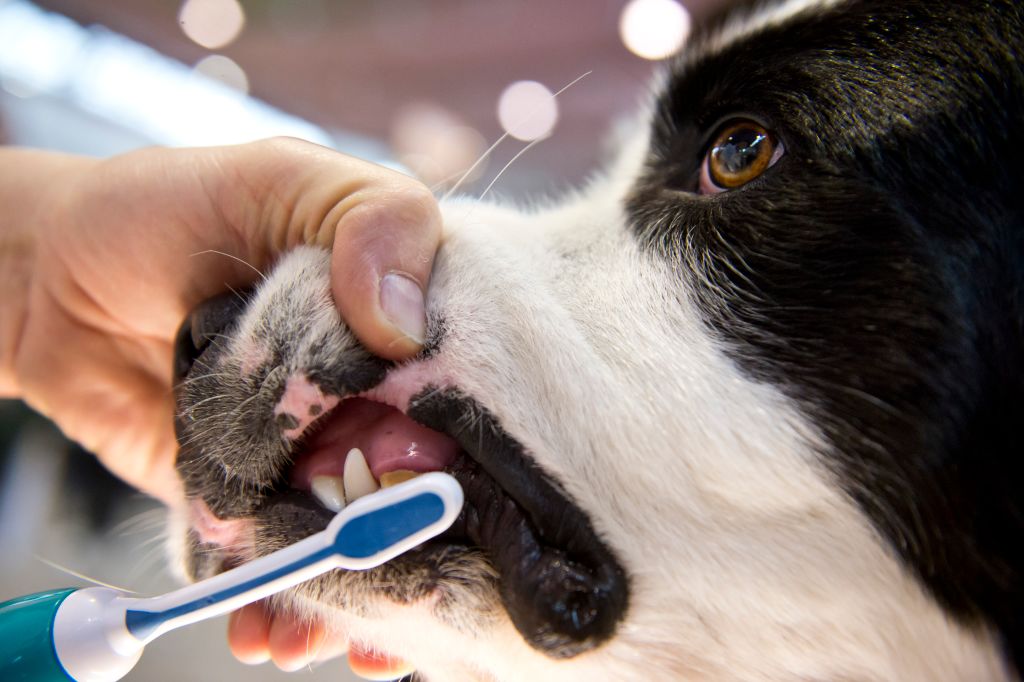 pet care at home