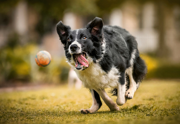 pet care at home