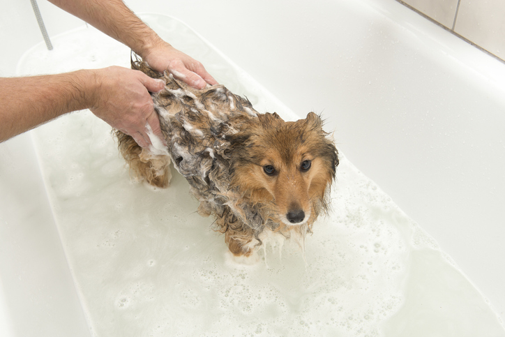 pet care at home