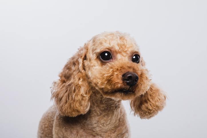pet care at home