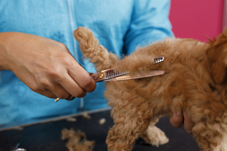 pet care at home