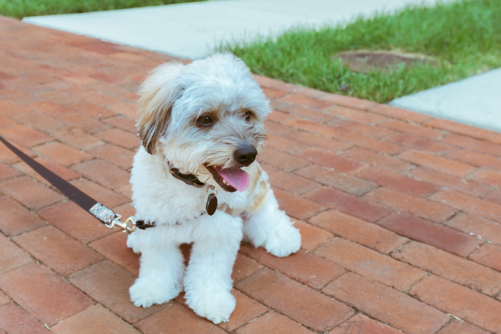 pet care at home