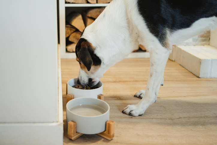 pet care at home