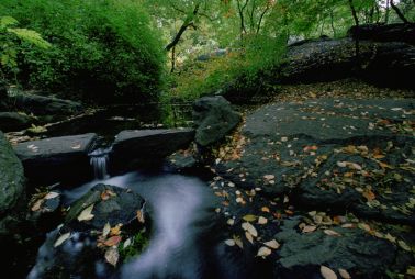 Stream in The Bramble in Central Park, New York City, USA.