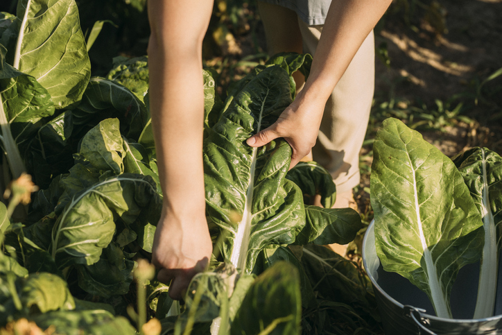 yard maintenance basics