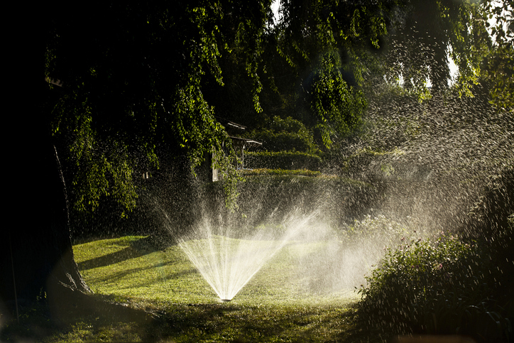 yard maintenance basics