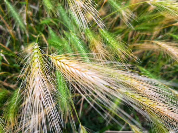 ancient grains healthy