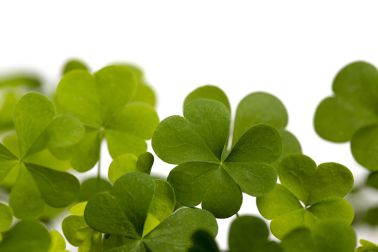 Clover Isolated on White