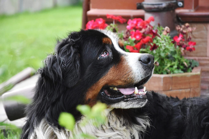 family-friendly dog breeds