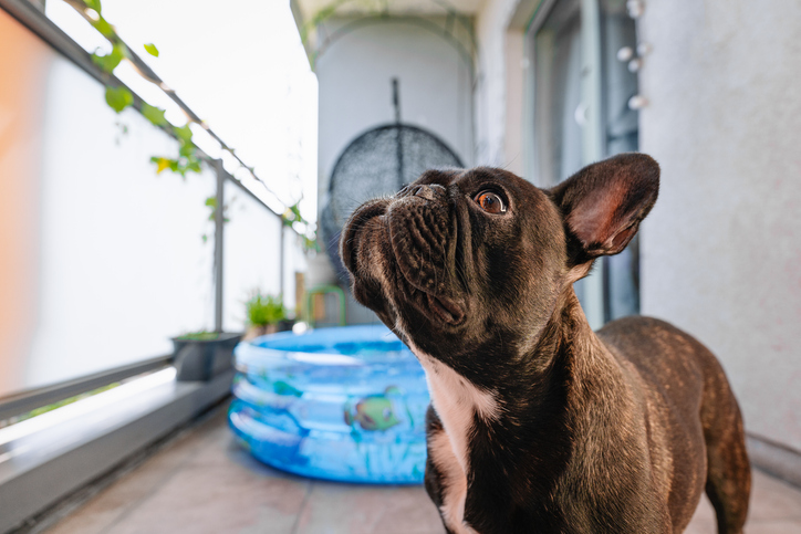 family-friendly dog breeds