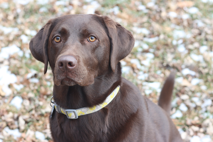 family-friendly dog breeds