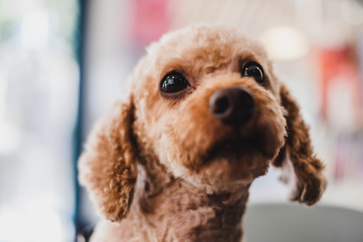 family-friendly dog breeds