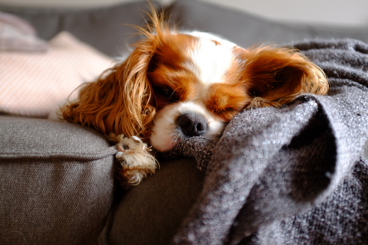 family-friendly dog breeds