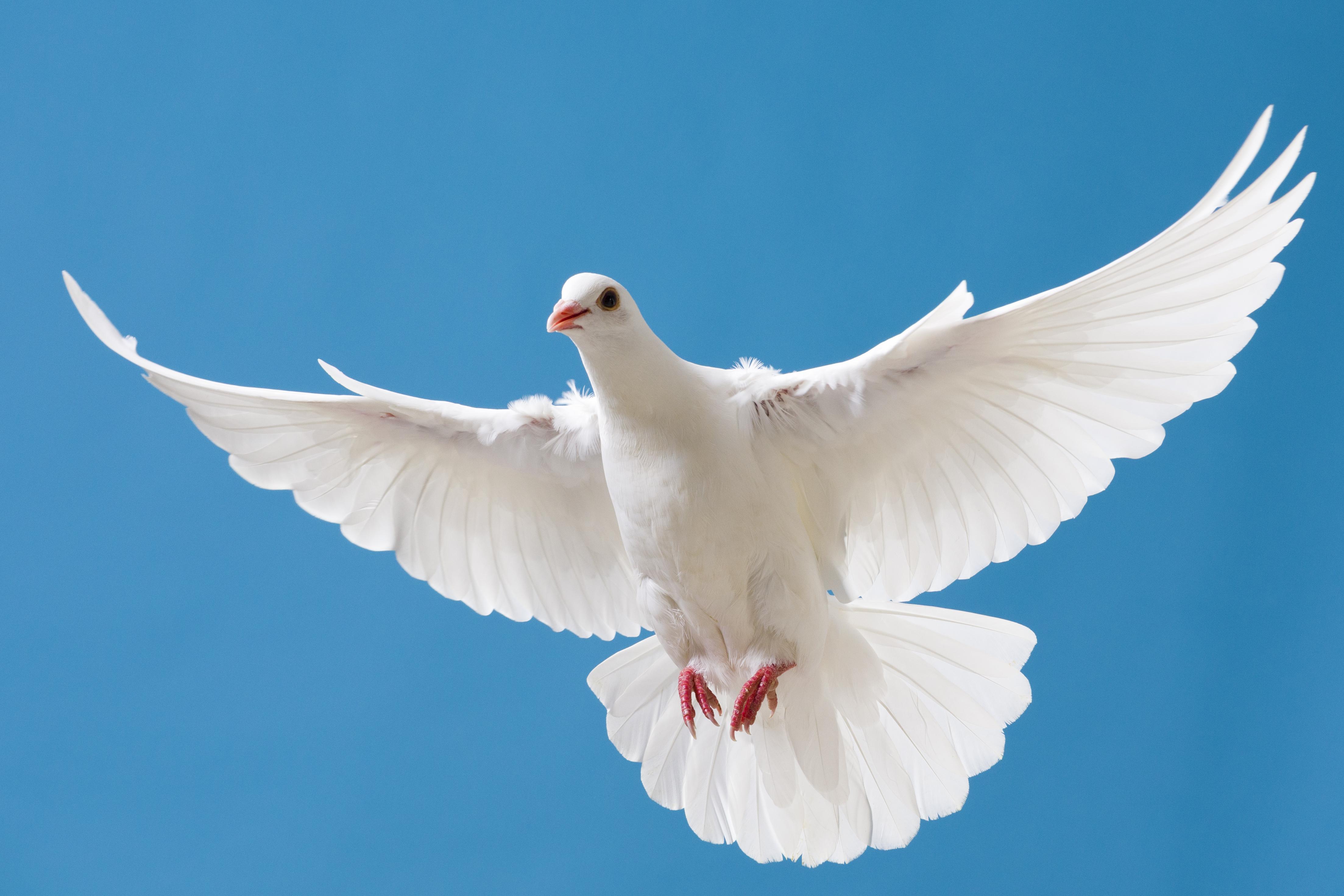 White dove with outstretched wings on blue sky