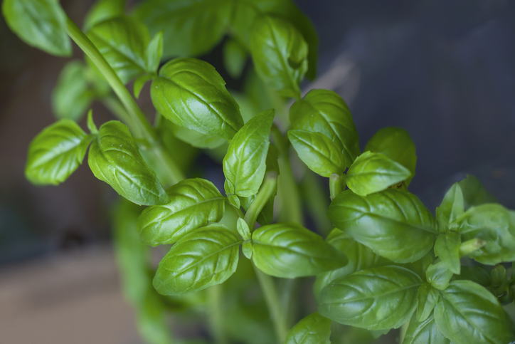 Italian Basil Leaves