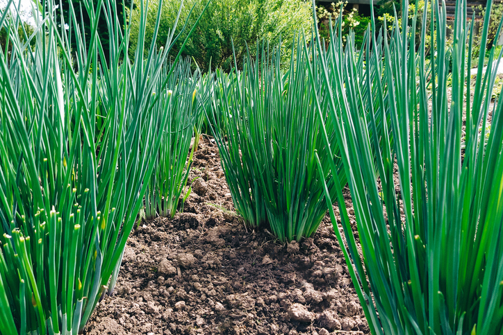 Green onions in garden close-up, front view.