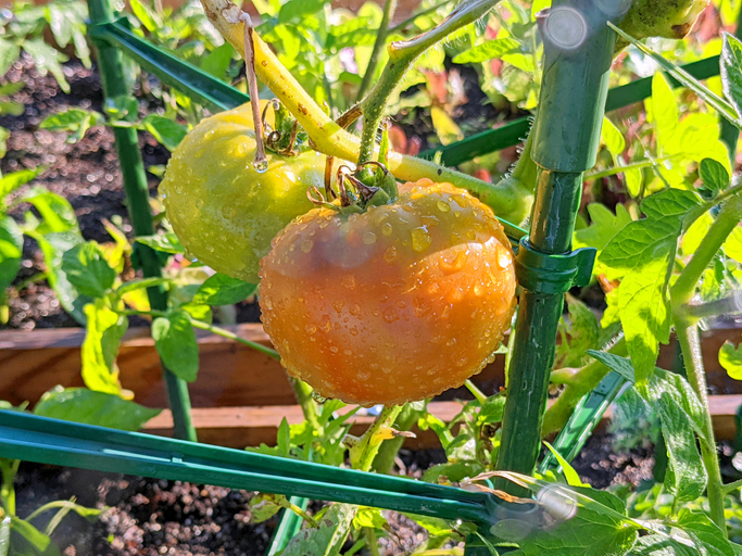 Tomatoes