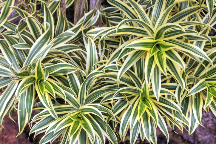 A garden plant in Hawaii