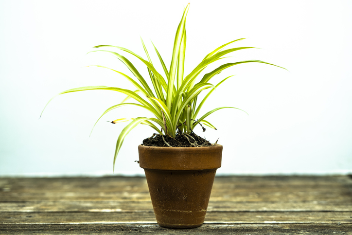 Chlorophytum comosum