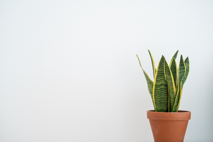 Green plant (Sansevieria) in terracotta pot against white background)