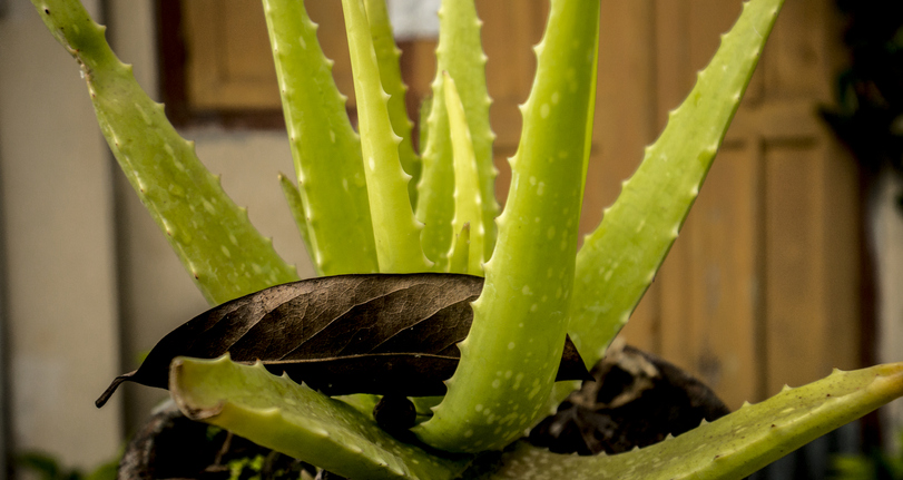 Aloe Vera Plant
