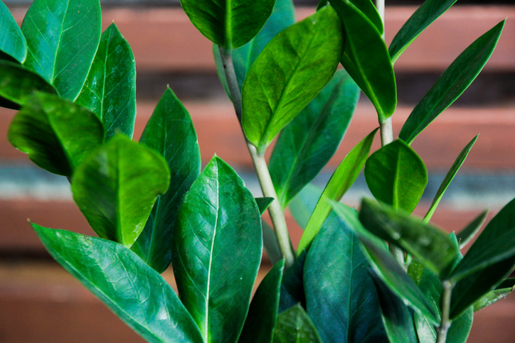 ZZ plant