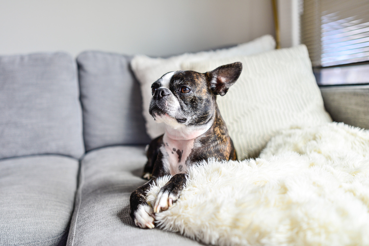 pets home alone