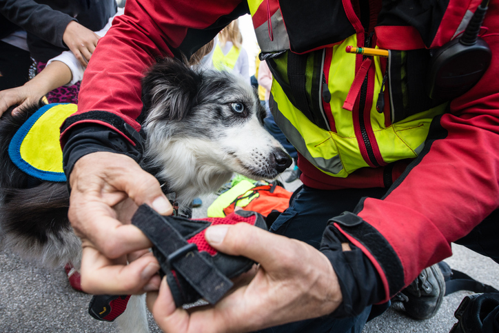 Search and Rescue Dog