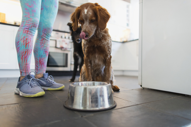 Woman feeding dogs in kitchen