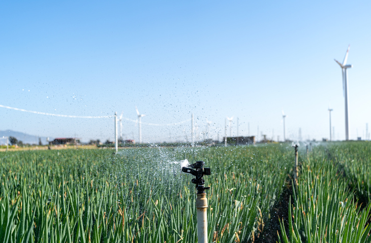 Onion farm with wind turbines