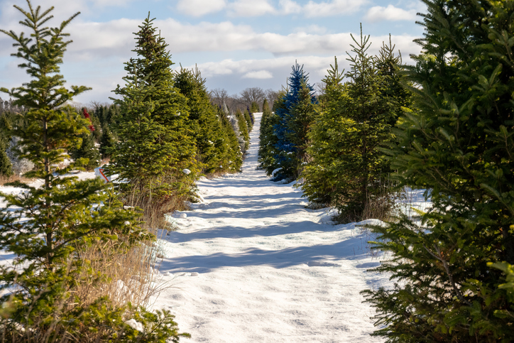 Winter tree farm